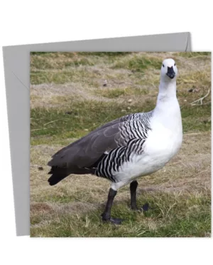 Upland Goose card