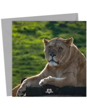 Woburn Lioness Greetings Card
